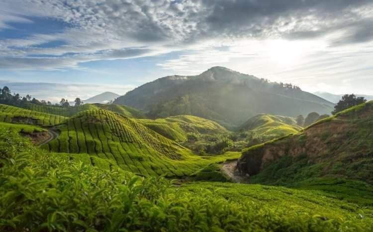 D'puncak Arabella Muslim Apartment *